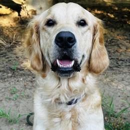 Meg - Golden Retriever