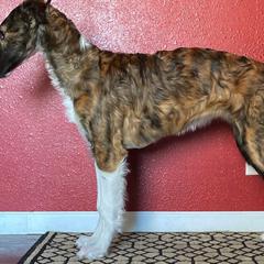 Borzoi Puppies from Northern Tier Hounds