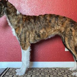 Borzoi Puppies from Northern Tier Hounds