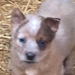 Australian Cattle Dogs from Dells Cattle Dogs