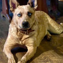 Reba - Australian Cattle Dog