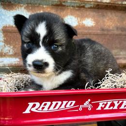 Kai - Agouti and white female Siberian Husky puppy in Union Grove, Alabama from Southern Siberian Life