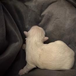 Boy 2 - White male Shih Tzu puppy in Statesville, North Carolina from Grimmly Blue’s Shih Tzus