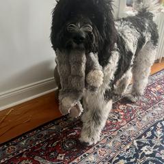 Newfoundland, Newfypoo, and Sheepadoodle All Grown Up from Sweet Creek Pups