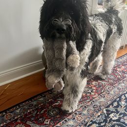 Newfoundland, Newfypoo, and Sheepadoodle All Grown Up from Sweet Creek Pups