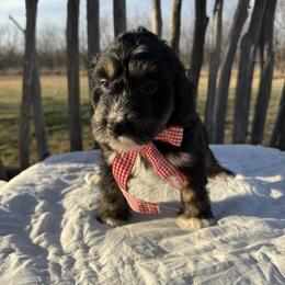 Thorn - Black tri-color male Aussiedoodle puppy in Eastland, Texas from H5 Mini Doodles
