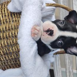 Boston Terrier Puppies from Dixieland Bostons