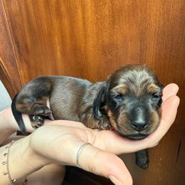 Briar - Red male Dachshund puppy in Las Vegas, Nevada from Desert Dachshunds