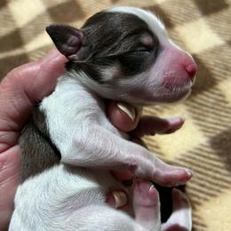 Redd - Parti male Miniature Schnauzer puppy in Sylvania, Georgia from Southern Sky Miniature Schnauzers