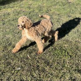 Rudy - Apricot male Poodle puppy in Wolf Creek, Oregon from Dejah Bleu Kennels