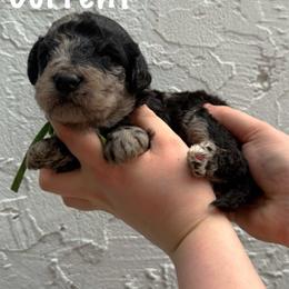 Current - Merle male Goldendoodle puppy in Atlantic Beach, Florida from Glamorous Golden Doodles