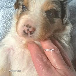 TUCKER - Blue merle male Australian Shepherd puppy in Elk Creek, Missouri from Hearts on Fire Australian Shepherds