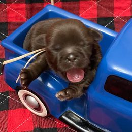 Mercy-Beige - Chocolate female Shih Tzu puppy in Clarksburg, West Virginia from Pilgrim Shih tzu