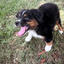 Bali ASDR - Black tri male Toy Australian Shepherd puppy in Polk City, Florida from Skaky Shepherds