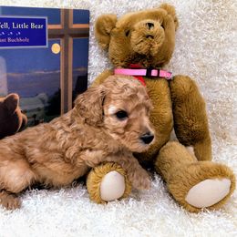 "Kaycee " Goldendoodle Puppies from Ming’s Dynasty Doodles