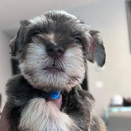 Boy- 2-liver bear - Salt and pepper male Miniature Schnauzer puppy in Lehigh Acres, Florida from Regency Schnauzer