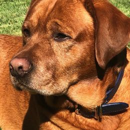 Labrador Retrievers from State of Grace Southern Red Labs