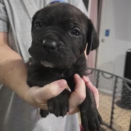 Black brindle - Black brindle female Cane Corso puppy in Jacksonville, Florida from Fleming Cane Corso's