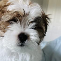 Assorted Doodle Crosses, Bernedoodles, Bulldogs, and Mal-Shis from Millennium Farms