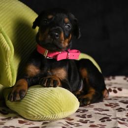 Legacy - Black and rust female Doberman Pinscher puppy in Overton, Texas from Obsidian Kennel