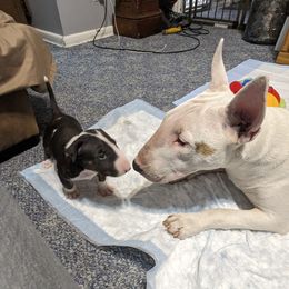 Bull Terrier Puppies from Bulls On Parade