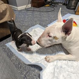Bull Terrier Puppies from Bulls On Parade