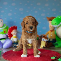 Rex (Blue) - Parti male Goldendoodle puppy in Rocklin, California from FurEver Yours Goldendoodles