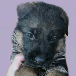 Girl 5 - Black and red female German Shepherd puppy in Rockfield, Kentucky from Cheveyo German Shepherds