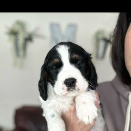 English Springer Spaniel Puppies from Murphy Farms and Springers
