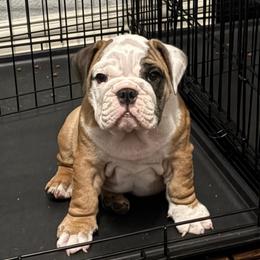 Minerva McGonagall - Red and white female Bulldog puppy in Krum, Texas from K & K Little Blessings