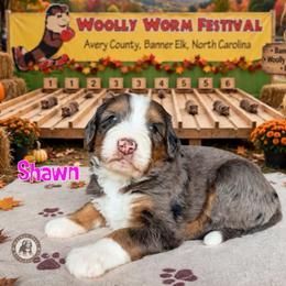 Shawn - Blue merle female Bernedoodle puppy in Banner Elk, North Carolina from Walnut Tree Bernedoodles