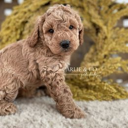 Goldendoodle Puppies from Carlie and Co. Goldendoodles