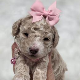 Velma - Apricot female Goldendoodle puppy in Vernon, Texas from Sugarland's Texas Goldendoodles
