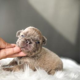 Millie - Fawn female French Bulldog puppy in Porter, Texas from Whatabulldog