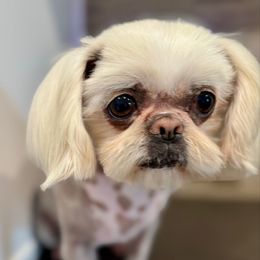 Kimchee - Shih Tzu