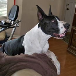 Great Danes from Boulder View Danes