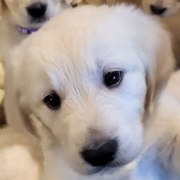 4th pick of the Apple boys - Light golden male Golden Retriever puppy in Fithian, Illinois from LOMAH Retrievers