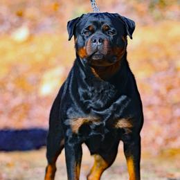 Rottweiler puppies from Vom Bruderhof Rottweilers