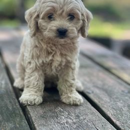Cockapoo Puppies from East St. Poodles & Doodles