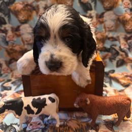 Chauncey - Black white and tan male English Springer Spaniel puppy in Braidwood, Illinois from A & R Springers