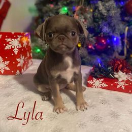 Lyla - Silver female Pug puppy in Onalaska, Washington from Cupid’s Pugs