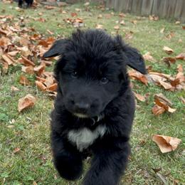 Shiloh Shepherd Puppies from The Mighty Quinn Shilohs