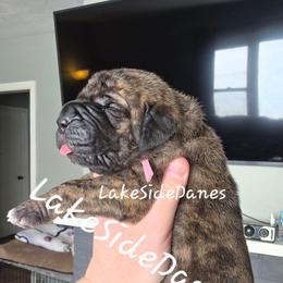Gigi - Brindle female Great Dane puppy in Port Clinton, Ohio from LakeSide Danes
