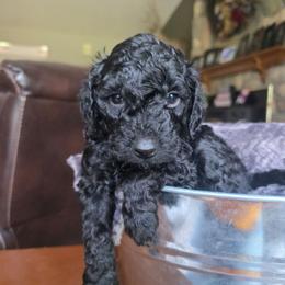 Zach - Black male Cavapoo puppy in Blackfoot, Idaho from Draper Mountain Doodles