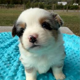 Blue merle male - Blue merle male Miniature Australian Shepherd puppy in Graham, North Carolina from Thompson Farm Mini Aussies