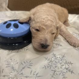 Remy - Apricot male Poodle puppy in Mobile, Alabama from Semmy’s Standard Poodle LLC