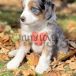 Aussiedoodle, Bernedoodle, Cockapoo, and Goldendoodle Puppies from Puppy Love Doodles