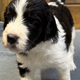 Girl 4 - Black and white female Saint Berdoodle puppy in San Antonio, Texas from Mammoth Doodles