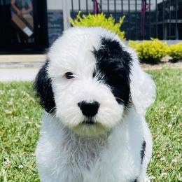 Sheepadoodle Puppies from M&B Puppy Love