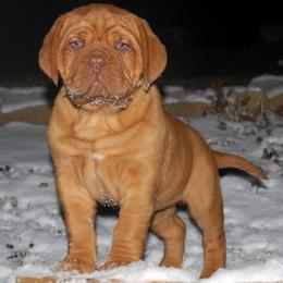 Dogue de Bordeaux Puppies from Marcus Diggs